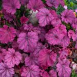 Tuzgyongyvirag Heuchera
