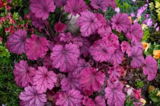 Tűzgyöngyvirág (Heuchera) lila levelekkel, csepegtetett vízcseppekkel, színes virágok között.