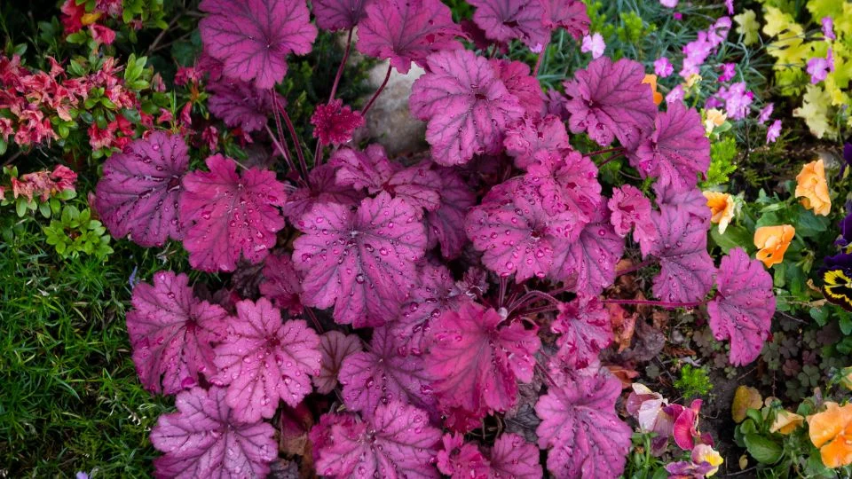 Tűzgyöngyvirág (Heuchera) lila levelekkel, csepegtetett vízcseppekkel, színes virágok között.