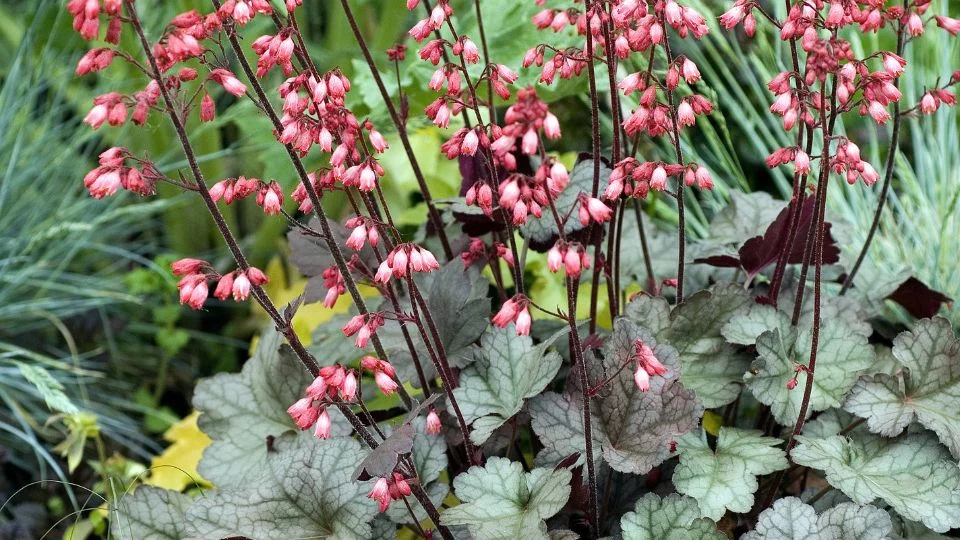 Tűzgyöngyvirág (Heuchera) virágzó növény színes virágokkal és levelekkel.