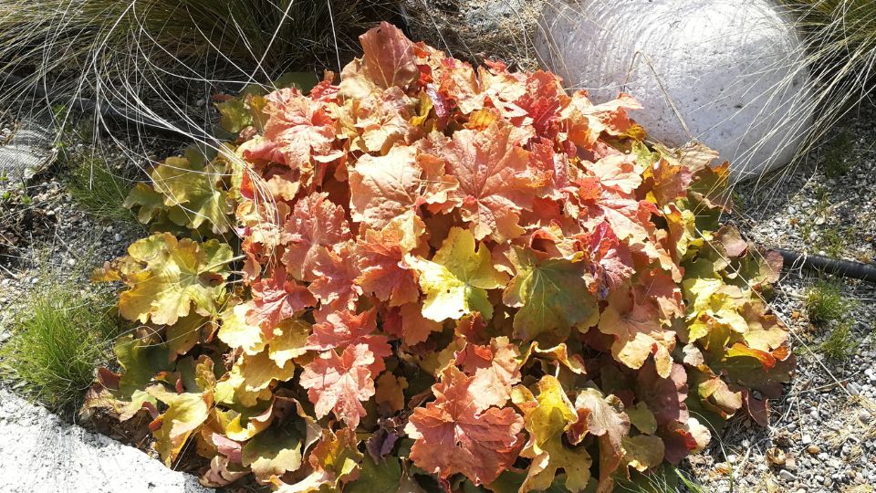 Tűzgyöngyvirág (Heuchera)