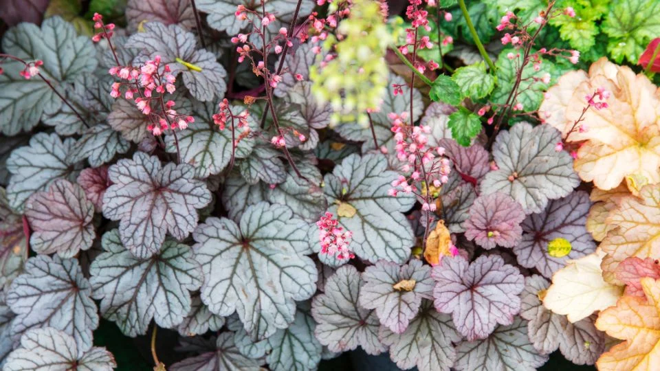 Tűzgyöngyvirág (Heuchera) színes levelekkel és virágokkal, gazdag növényzet.
