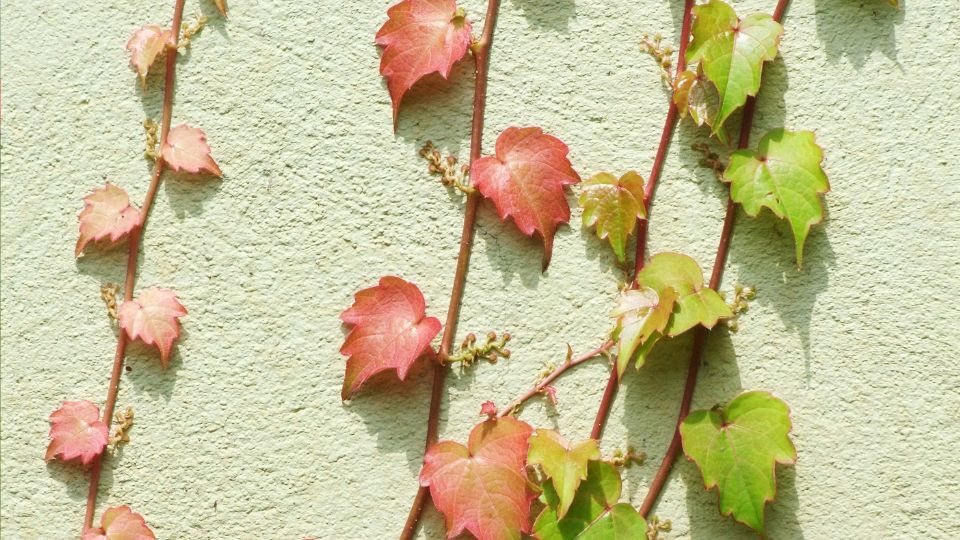 Vadszolo Parthenocissus
