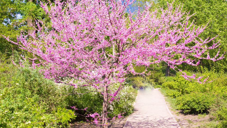 amerikai judasfa Cercis canadensis 1