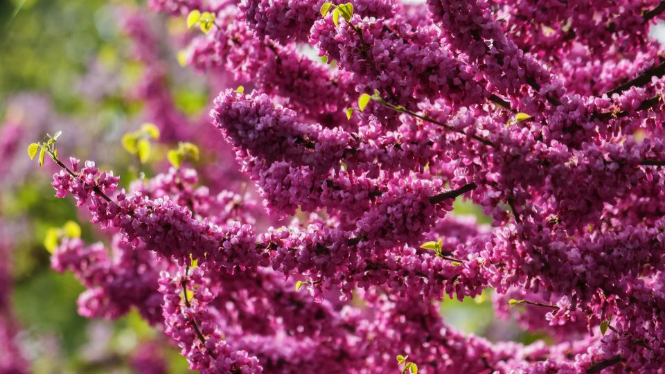 amerikai judasfa Cercis canadensis 2