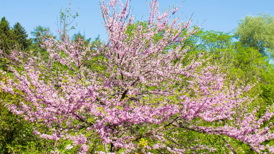 amerikai judasfa Cercis canadensis 3