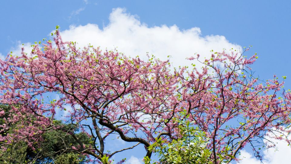 amerikai judasfa Cercis canadensis 4