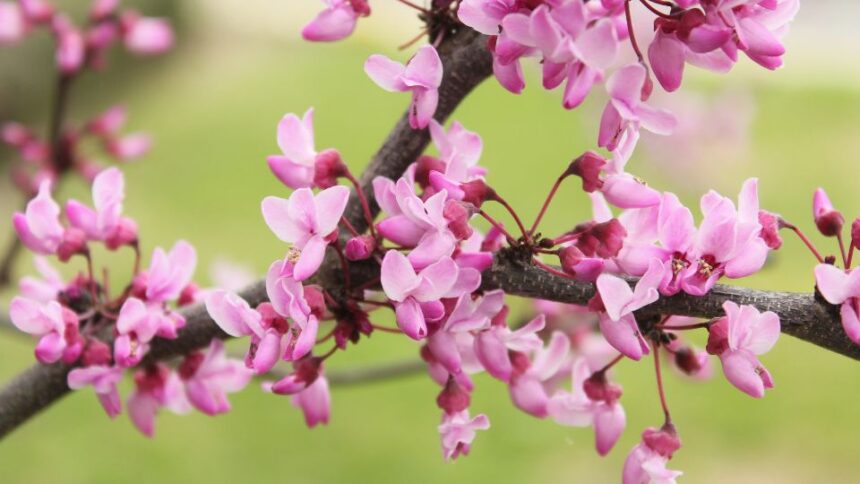 amerikai judasfa Cercis canadensis