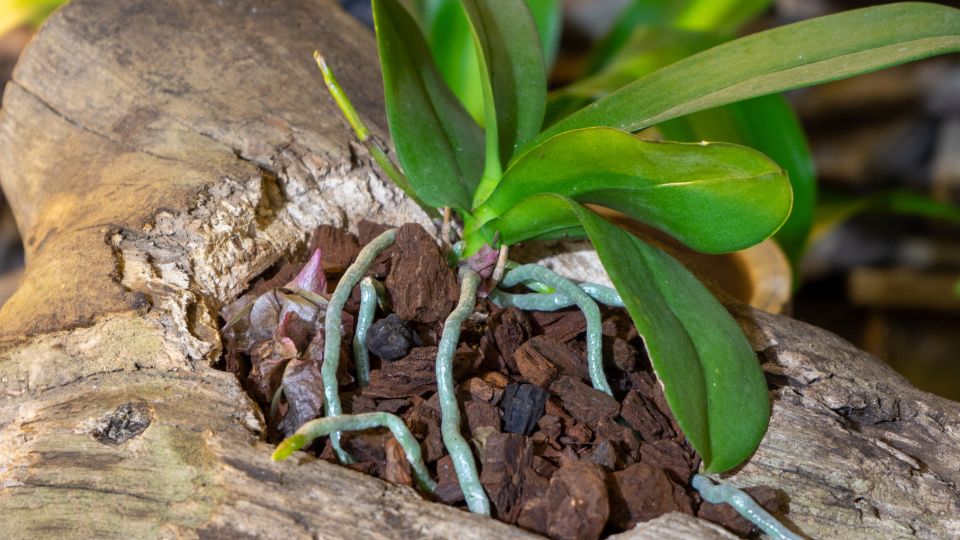 atultetni az orchideat 1