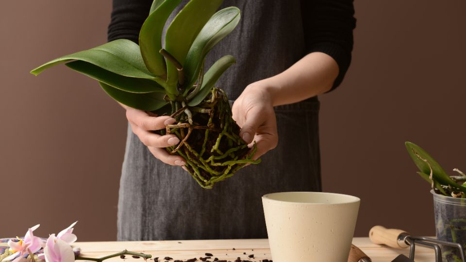 atultetni az orchideat 2