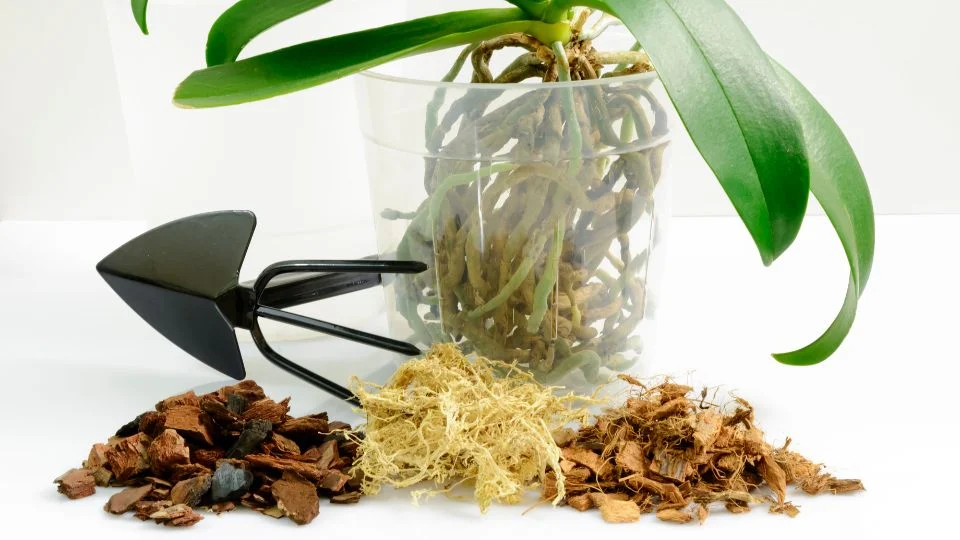 Egy orchidea átültetéséhez szükséges anyagok, mint a virágföld és a kis szerszám.