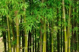 Zöld bambuszok sűrűn állnak egymás mellett, friss leveleikkel díszítve a kertet.