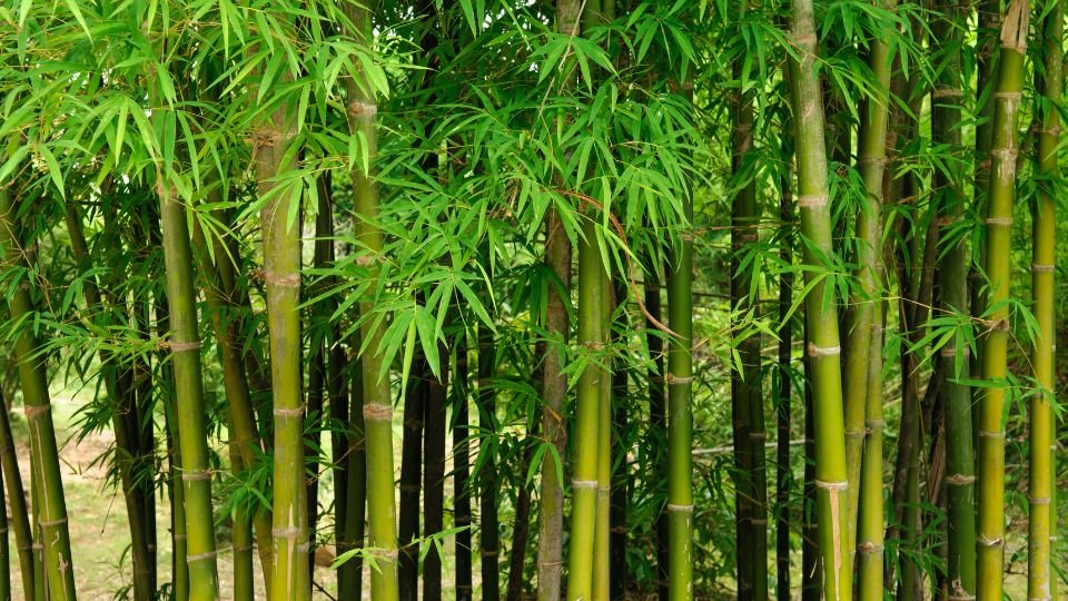 Zöld bambuszok sűrűn állnak egymás mellett, friss leveleikkel díszítve a kertet.