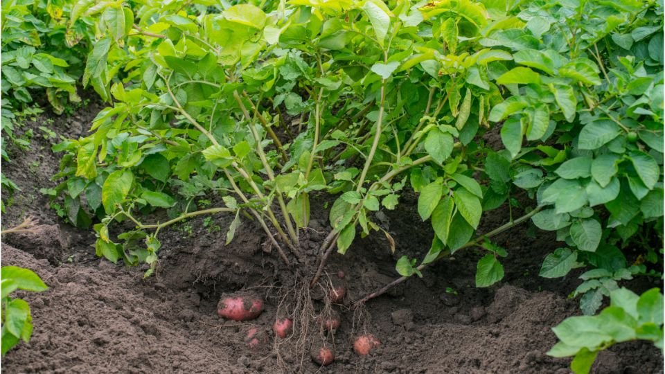 Friss burgonya növény, gyökerei között látható érett gumók.