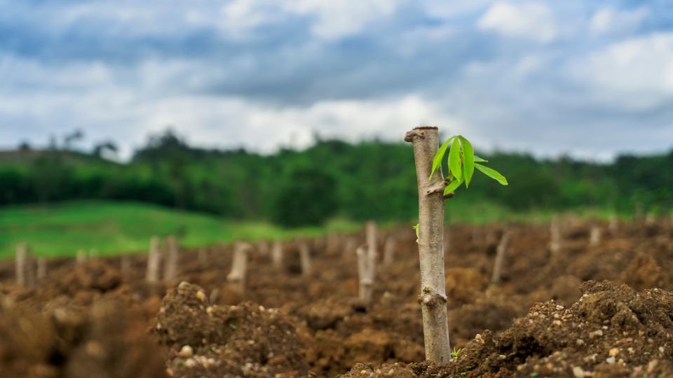 Egy dugványozott növény, friss hajtással, zöld háttérrel.