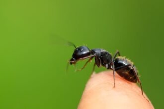 Egy faodvasító lóhangya, amely egy emberi ujjhegyen áll, zöld háttér előtt.