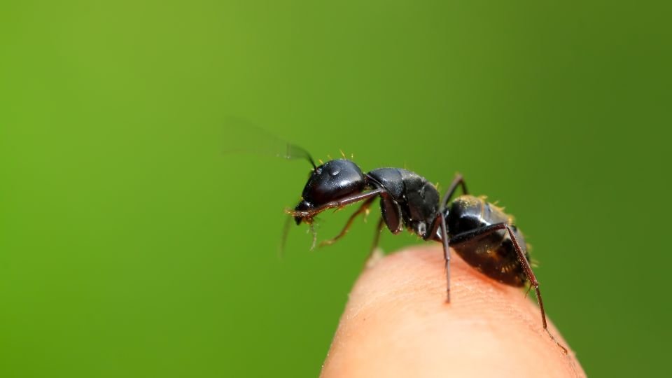 Egy faodvasító lóhangya, amely egy emberi ujjhegyen áll, zöld háttér előtt.