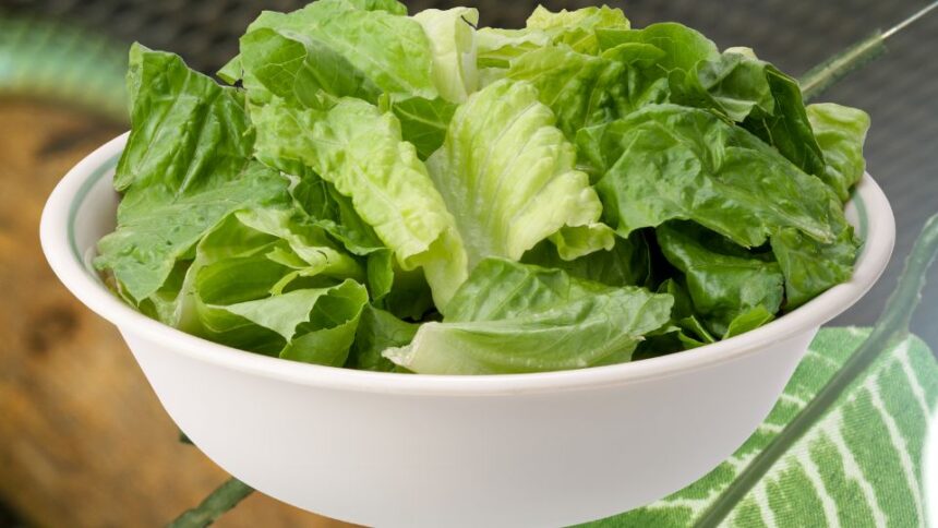 fejes salataban