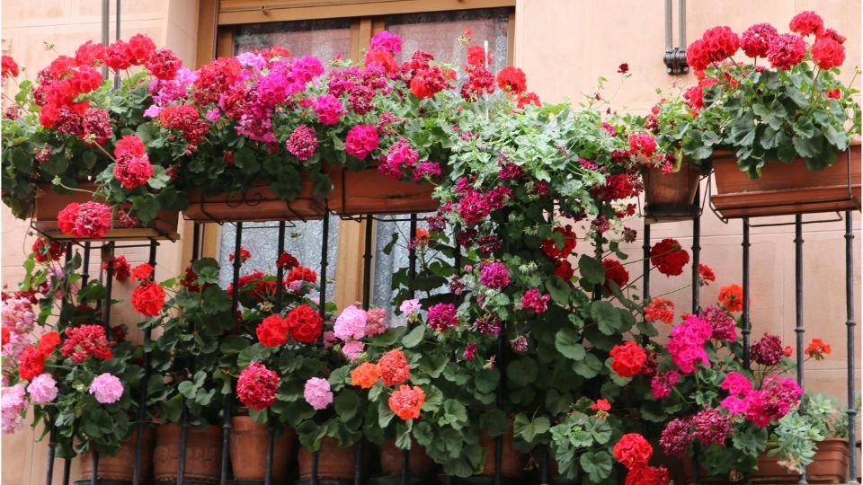 Színes muskátlikkal teli erkély, virágok pompázó látványa a nyári napfényben.