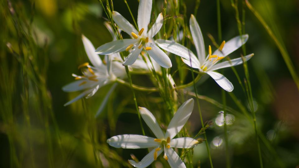 furtos homokliliom Anthericum liliago 1