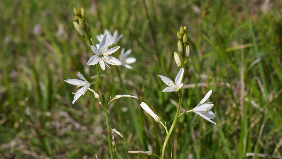 furtos homokliliom Anthericum liliago 2