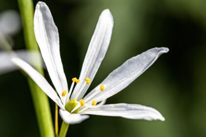 furtos homokliliom Anthericum liliago 3