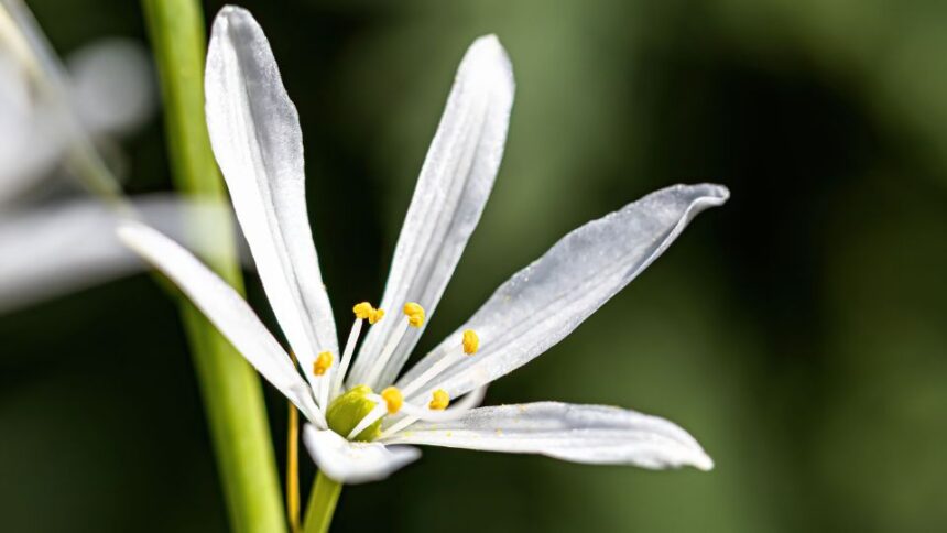 furtos homokliliom Anthericum liliago 3