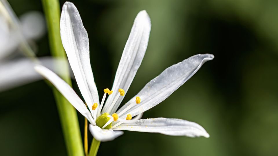 Egy fürtös homokliliom virágának közeli képe, fehér szirmokkal és sárga porzókkal.