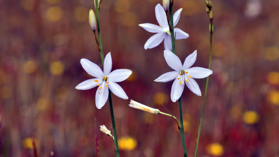 furtos homokliliom Anthericum liliago 4