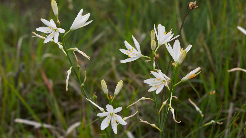 furtos homokliliom Anthericum liliago