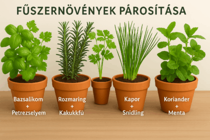 fuszernovenyek tarsitasa