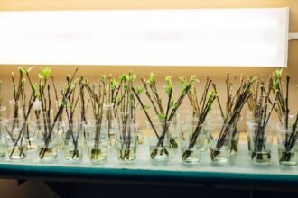 Egy asztalon gyökereztető hormonban álló, friss hajtású növényi dugványok sorakoznak.