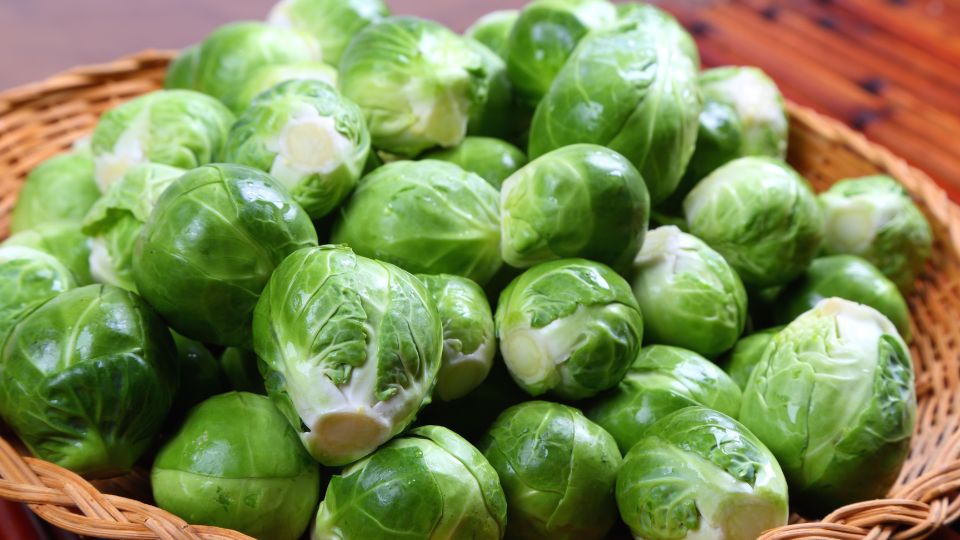 kelbimbo Brassica oleracea var. gemmifera 2