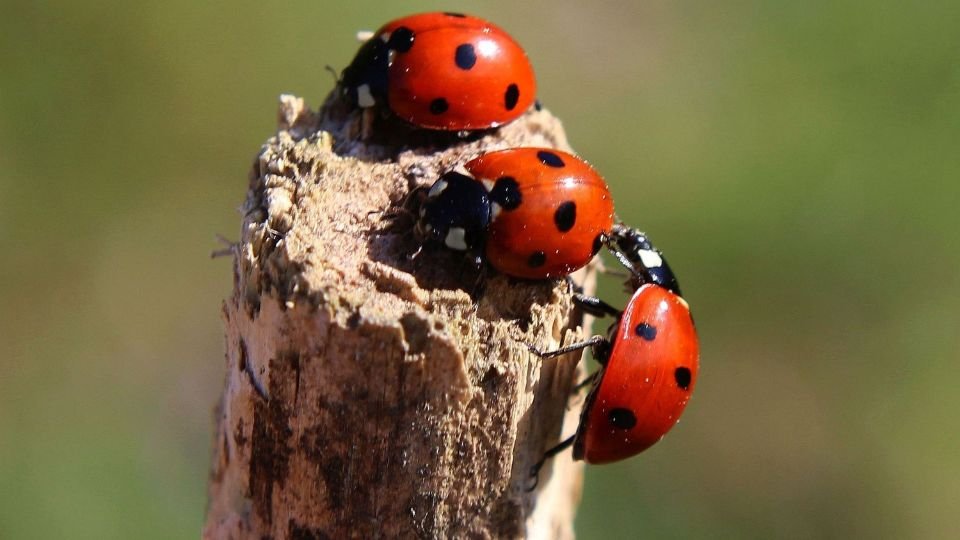 Három gyönyörű katicabogár pihen egy fán, élénk piros színükkel és fekete pöttyökkel.