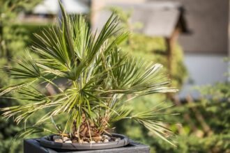 Egy fiatal kínai kenderpálma szép zöld levelekkel, cserepében, barátságos kert háttérrel.