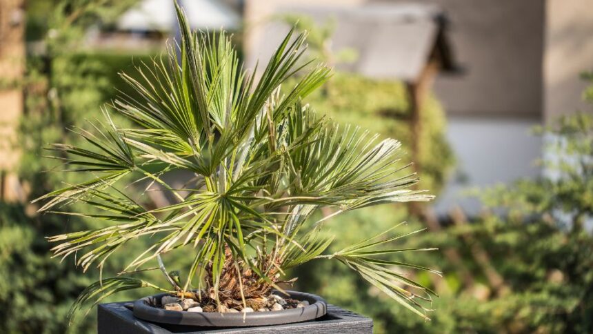 kinai kenderpalma Trachycarpus fortunei 1