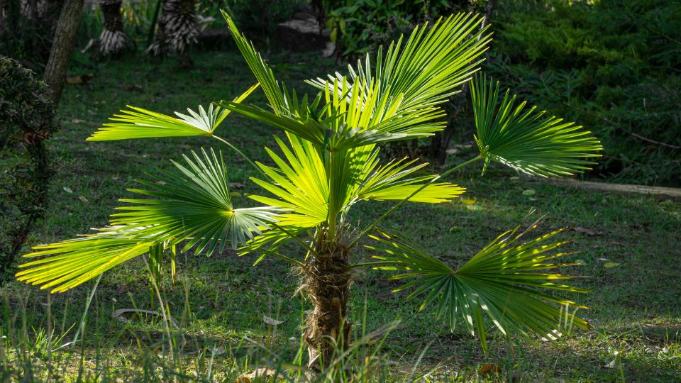 kinai kenderpalma Trachycarpus fortunei 2