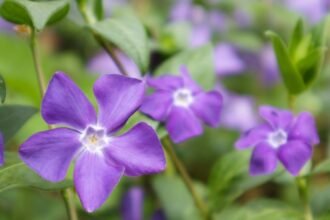 Kis meténg (Vinca minor) lila virágai zöld levelek között, élénk színvilágban.