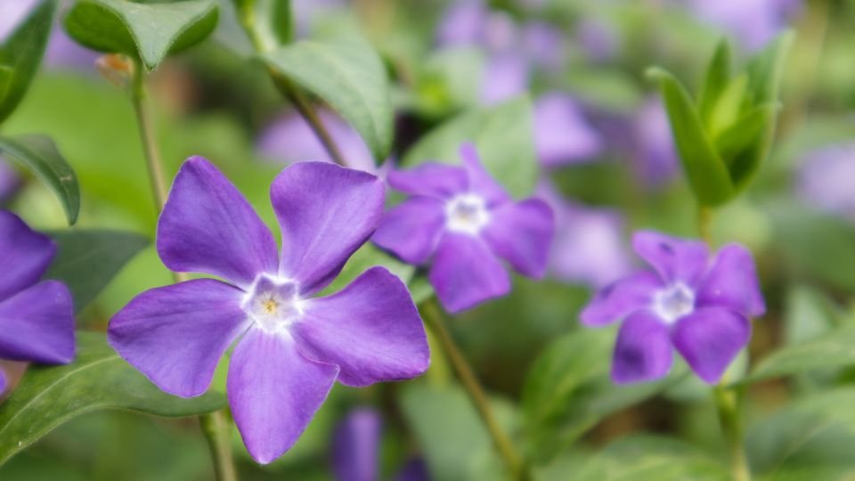 Kis meténg (Vinca minor) lila virágai zöld levelek között, élénk színvilágban.