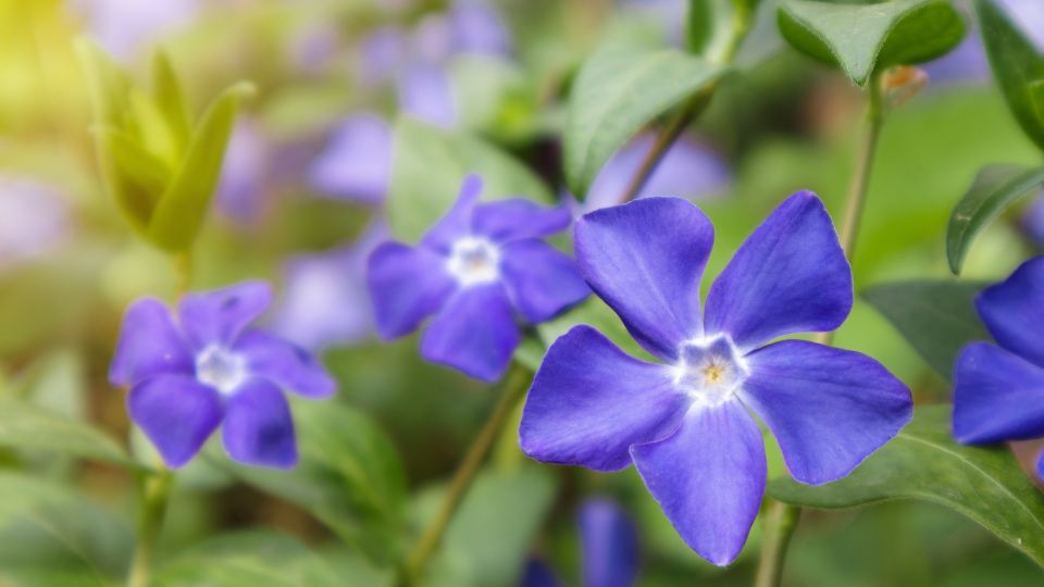 Kis meténg (Vinca minor) 