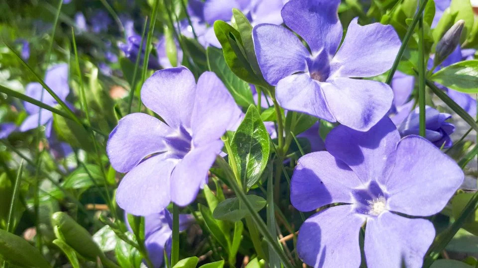 Kis meténg virágok a kertben Közelkép a kis meténg (Vinca minor) lila virágairól, zöld levelekkel körülvéve.