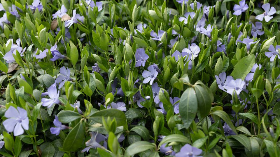 Kis meténg (Vinca minor) 