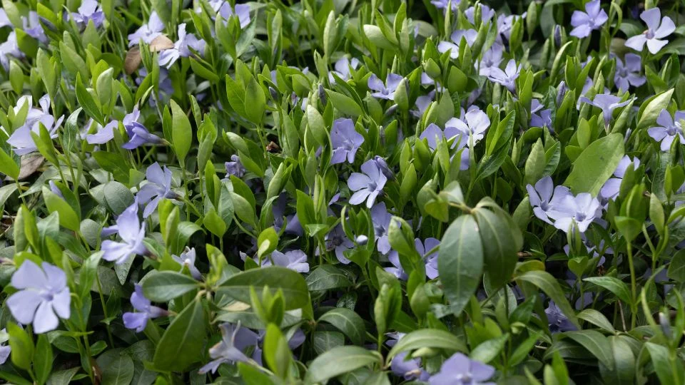 Kis meténg (Vinca minor) virágok és zöld levelek díszítik a kertet, élénk színekben pompázva.