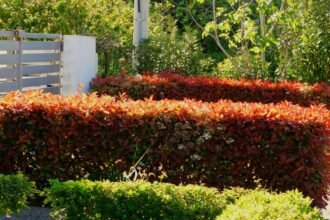 Színes korallberkenye sövény, amely szépen formázva díszíti a kertet, zöld növények között.