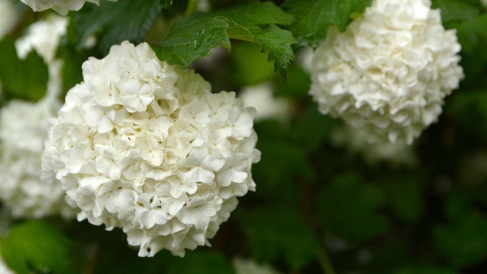 labdarozsa Viburnum opulus ‘Roseum 2