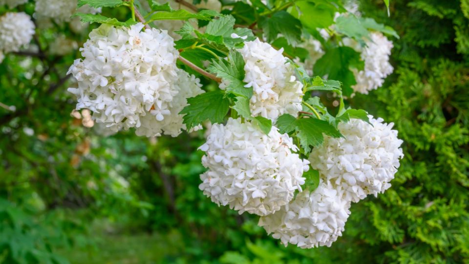 labdarozsa Viburnum opulus ‘Roseum 3