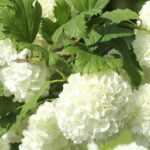 labdarozsa Viburnum opulus ‘Roseum 1