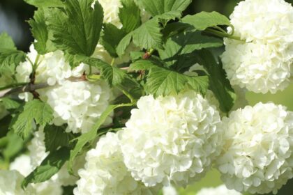 labdarozsa Viburnum opulus ‘Roseum 1