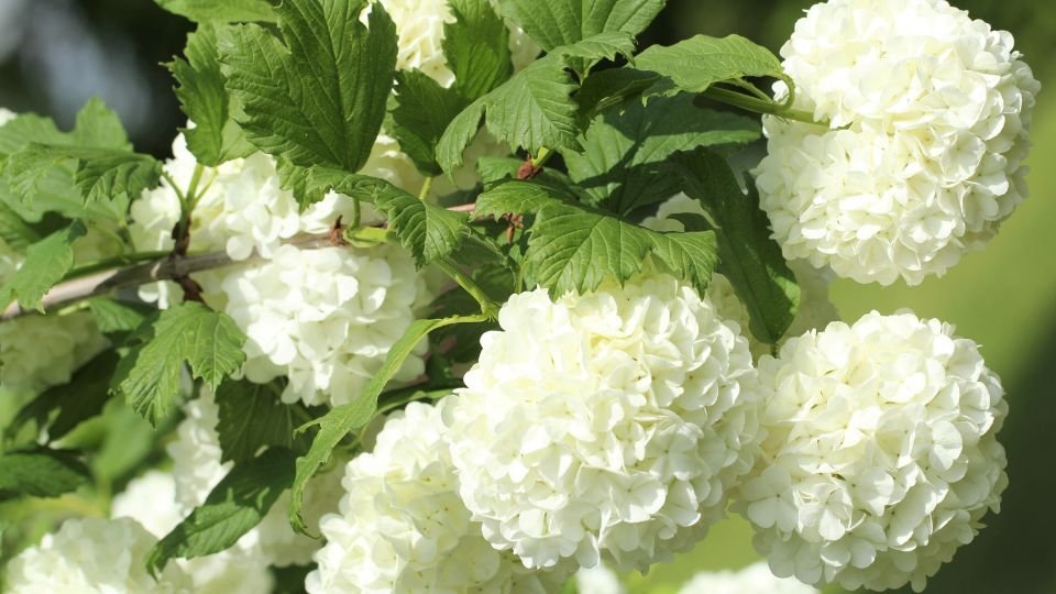 A labdarózsa gyönyörű fehér virágai zöld levelek között pompáznak, a természet szépségét tükrözve.