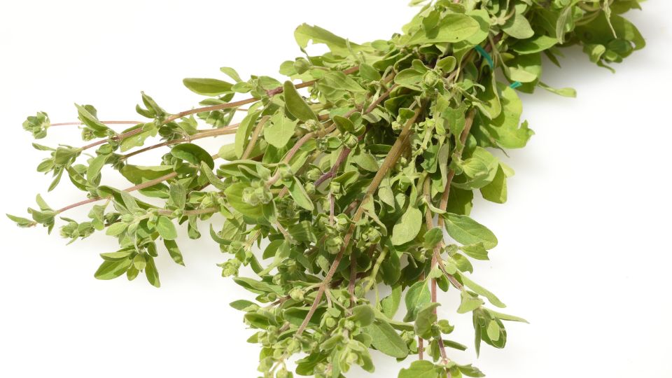 majoranna Origanum majorana 1